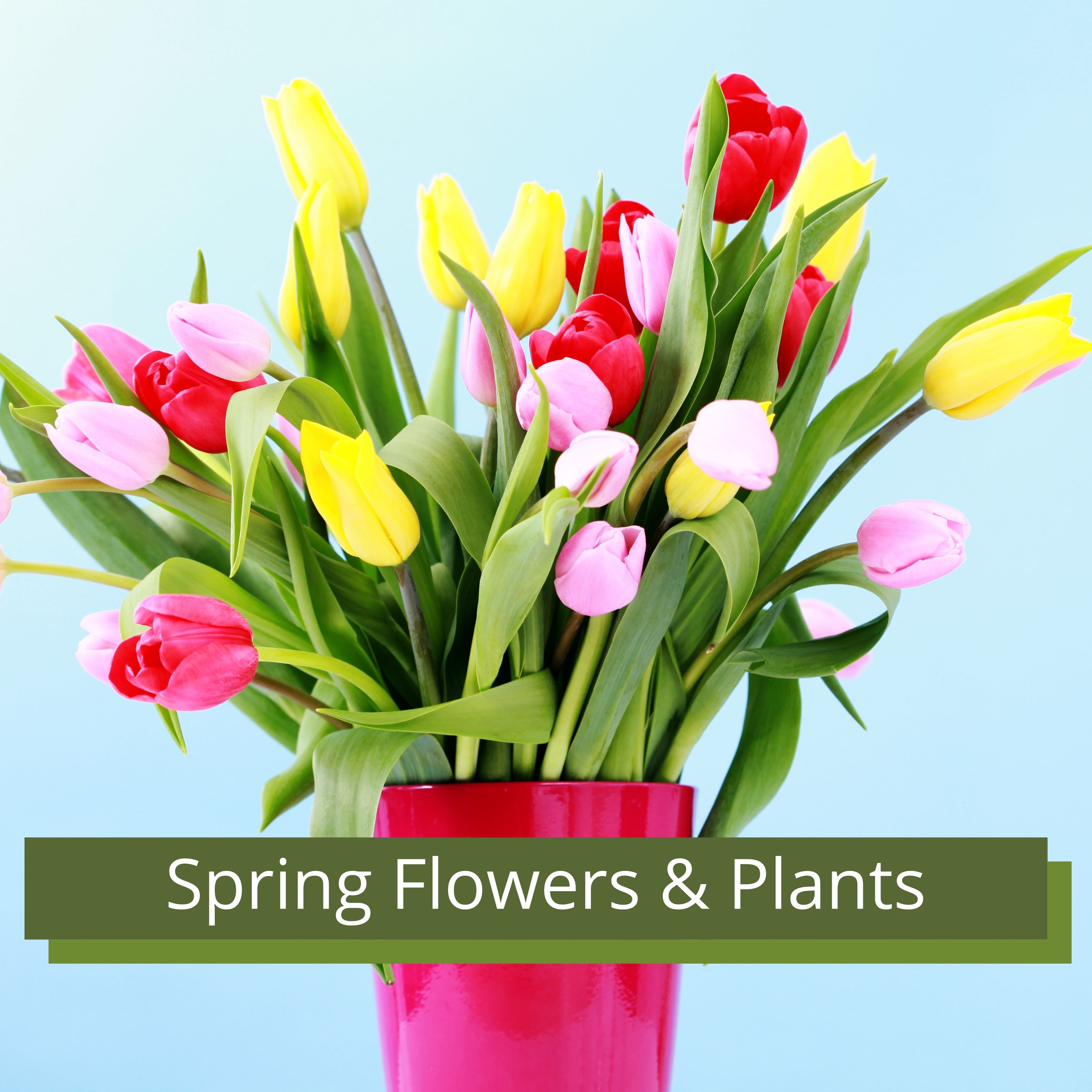 Spring Bouquets & Plants, Order Here